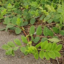 Attēlu rezultāti vaicājumam “Astragalus glycyphyllos flower”
