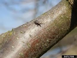 Attēlu rezultāti vaicājumam “Anthonomus pomorum”