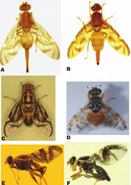Attēlu rezultāti vaicājumam “Tephritidae”