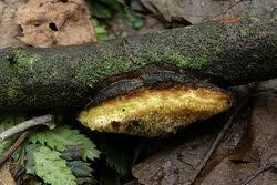 Attēlu rezultāti vaicājumam “Dichomitus campestris”