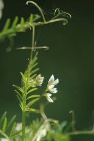 Attēlu rezultāti vaicājumam “Vicia hirsuta flower”