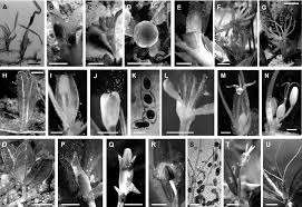 Attēlu rezultāti vaicājumam “Hydrocharitaceae”