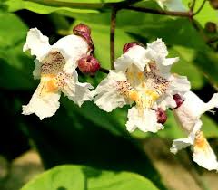 Attēlu rezultāti vaicājumam “Catalpa ovata flower”