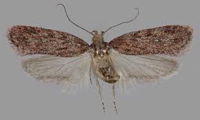 Attēlu rezultāti vaicājumam “Depressaria olerella”