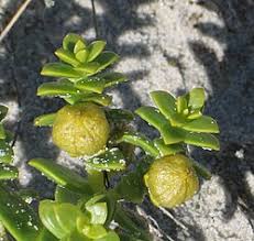 Attēlu rezultāti vaicājumam “Honckenya peploides fruit”