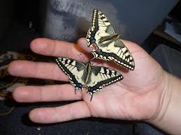 Attēlu rezultāti vaicājumam “Papilio machaon”