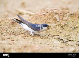 Attēlu rezultāti vaicājumam “Delichon urbicum adult”