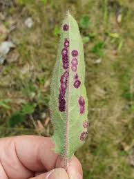 Attēlu rezultāti vaicājumam “Cystiphora sanguinea larva”