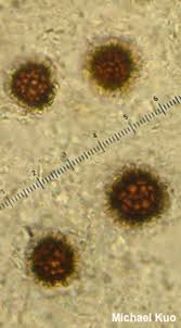 Attēlu rezultāti vaicājumam “Colloderma sp.”