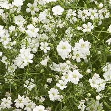 Attēlu rezultāti vaicājumam “Gypsophila muralis”