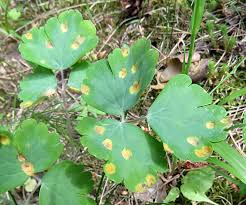 Attēlu rezultāti vaicājumam “Oenothera rubricauli leaf”