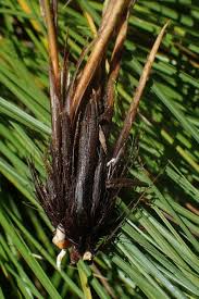 Attēlu rezultāti vaicājumam “Carex appropinquata fruit”