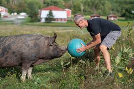 Bildresultat för pigs