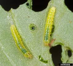 Attēlu rezultāti vaicājumam “Pieris rapae larva”