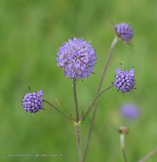 Image result for Succisa pratensis