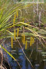Attēlu rezultāti vaicājumam “Carex pseudocyperus”