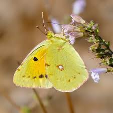 Attēlu rezultāti vaicājumam “Colias croceus”