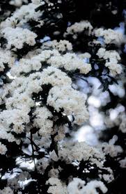 Attēlu rezultāti vaicājumam “Crataegus laevigata”