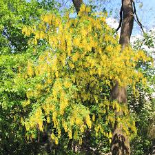 Attēlu rezultāti vaicājumam “Laburnum alpinum fruit”