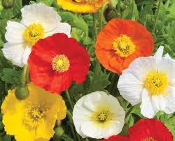 Image result for Papaver nudicaule