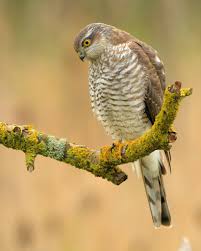 Attēlu rezultāti vaicājumam “Accipiter nisus”