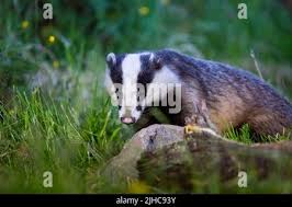 Attēlu rezultāti vaicājumam “Meles meles adult”