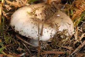 Attēlu rezultāti vaicājumam “Russulales”