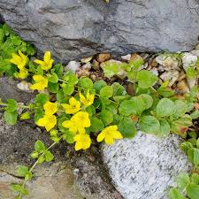 Attēlu rezultāti vaicājumam “Lysimachia nummularia”