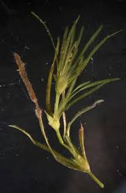 Attēlu rezultāti vaicājumam “Najas flexilis”