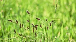 Attēlu rezultāti vaicājumam “Alopecurus pratensis fruit”