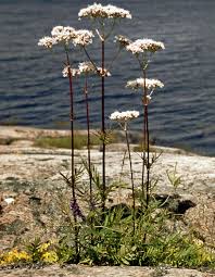 Attēlu rezultāti vaicājumam “Valerianaceae”