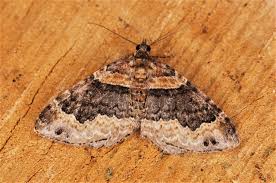 Attēlu rezultāti vaicājumam “Xanthorhoe ferrugata”