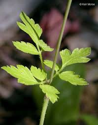 Attēlu rezultāti vaicājumam “Trichia alpina sessile”