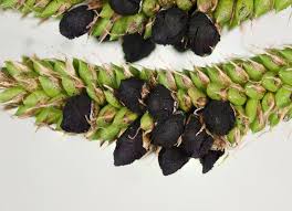 Attēlu rezultāti vaicājumam “Anthracoidea”