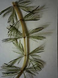 Attēlu rezultāti vaicājumam “Myriophyllum alterniflorum”