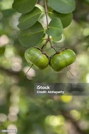 Attēlu rezultāti vaicājumam “Listera ovata fruit”