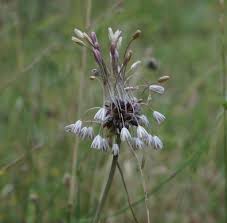 Attēlu rezultāti vaicājumam “Allium oleraceum flower”