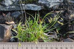 Attēlu rezultāti vaicājumam “Carex capillaris”