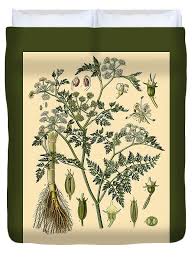 Attēlu rezultāti vaicājumam “Oenanthe aquatica”