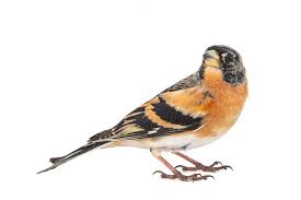 Attēlu rezultāti vaicājumam “Fringilla montifringilla male”