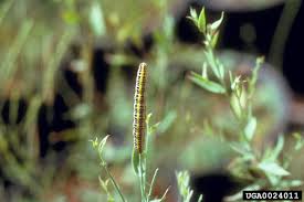 Attēlu rezultāti vaicājumam “Calophasia lunula larva”
