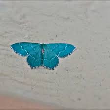 Attēlu rezultāti vaicājumam “Hemithea aestivaria”