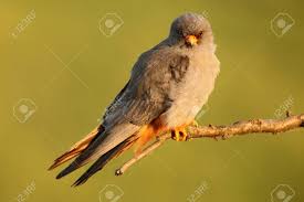 Image result for Falco vespertinus