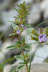 Attēlu rezultāti vaicājumam “Acinos arvensis”