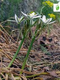 Attēlu rezultāti vaicājumam “Ornithogalum umbellatum flower”
