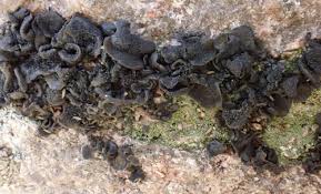 Attēlu rezultāti vaicājumam “Collema flaccidum”