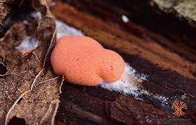 Attēlu rezultāti vaicājumam “Dictydiaethalium plumbeum macro”