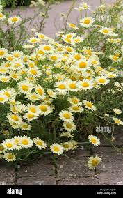 Attēlu rezultāti vaicājumam “Anthemis tinctoria flower”