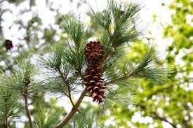 Attēlu rezultāti vaicājumam “Pinus peuce”