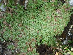 Attēlu rezultāti vaicājumam “Preissia quadrata”